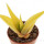 HAWORTHIA limifolia f. variegata, illustrative photo