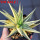 HAWORTHIA limifolia f. variegata, one plant, for sale