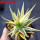 HAWORTHIA limifolia f. variegata, one plant, for sale