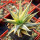 HAWORTHIA limifolia f. variegata, one plant, for sale