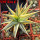 HAWORTHIA limifolia f. variegata, one plant, for sale