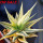 HAWORTHIA limifolia f. variegata, one plant, for sale