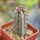 EUPHORBIA abdelkuri, rooted offset, one plant, for sale