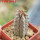 EUPHORBIA abdelkuri, rooted offset, one plant, for sale