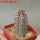 EUPHORBIA abdelkuri, rooted offset, one plant, for sale