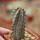 EUPHORBIA abdelkuri, rooted offset, one plant, for sale