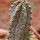 EUPHORBIA abdelkuri, rooted offset, one plant, for sale