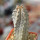 EUPHORBIA abdelkuri, rooted offset, one plant, for sale