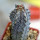 EUPHORBIA abdelkuri, rooted offset, one plant, for sale