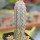 EUPHORBIA abdelkuri, rooted offset, one plant, for sale
