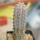 EUPHORBIA abdelkuri, rooted offset, one plant, for sale