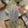 EUPHORBIA abdelkuri, rooted offset, one plant, for sale