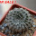 EUPHORBIA gymnocalycioides, own roots, rooted offset, one plant, for sale