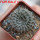 EUPHORBIA gymnocalycioides, own roots, rooted offset, one plant, for sale