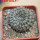 EUPHORBIA gymnocalycioides, own roots, rooted offset, one plant, for sale