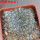 EUPHORBIA gymnocalycioides, own roots, rooted offset, one plant, for sale
