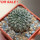 EUPHORBIA gymnocalycioides, own roots, rooted offset, one plant, for sale