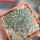 EUPHORBIA gymnocalycioides, own roots, rooted offset, one plant, for sale