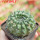 EUPHORBIA gymnocalycioides, own roots, rooted offset, one plant, for sale
