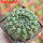 EUPHORBIA gymnocalycioides, own roots, rooted offset, one plant, for sale