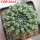 EUPHORBIA gymnocalycioides, own roots, rooted offset, one plant, for sale
