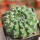 EUPHORBIA gymnocalycioides, own roots, rooted offset, one plant, for sale