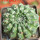 EUPHORBIA gymnocalycioides, own roots, rooted offset, one plant, for sale