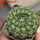 EUPHORBIA gymnocalycioides, own roots, rooted offset, one plant, for sale