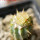 PSEUDOLITHOS caput-viperae, pot 7 cm, one plant, grafted offset
