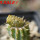 PSEUDOLITHOS caput-viperae, pot 7 cm, one plant, grafted offset