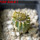 PSEUDOLITHOS caput-viperae, pot 7 cm, one plant, grafted offset