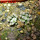 MAMMILLARIA bertholdii GCG 10006, one pot, two SEEDLINGS, for sale