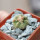 AZTEKIUM ritteri, 1 plant, 2,1 cm., one pot