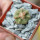 AZTEKIUM ritteri, 1 plant, 2,1 cm., one pot