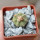 AZTEKIUM ritteri, 1 plant, 2,1 cm., one pot