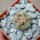 AZTEKIUM ritteri, 1 plant, 2,1 cm., one pot