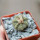 AZTEKIUM ritteri, 1 plant, 2,4 cm., one pot