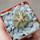 AZTEKIUM ritteri, 1 plant, 2,4 cm., one pot