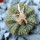 AZTEKIUM ritteri, 1 plant, 2,4 cm., one pot