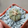 AZTEKIUM ritteri, 1 plant, 2,4 cm., one pot