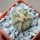 AZTEKIUM ritteri, 1 plant, 2,4 cm., one pot