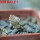 PSEUDOLITHOS mccoyi, own roots, rooted offset, 5 cm pot, 1 plant, one pot
