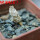 PSEUDOLITHOS mccoyi, own roots, rooted offset, 5 cm pot, 1 plant, one pot