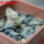 PSEUDOLITHOS mccoyi, own roots, rooted offset, 5 cm pot, 1 plant, one pot