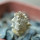 PSEUDOLITHOS mccoyi, own roots, rooted offset, 5 cm pot, 1 plant, one pot