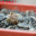 PSEUDOLITHOS mccoyi, own roots, rooted offset, 5 cm pot, 1 plant, one pot