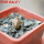 PSEUDOLITHOS mccoyi, own roots, rooted offset, 5 cm pot, 1 plant, one pot