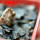 PSEUDOLITHOS mccoyi, own roots, rooted offset, 5 cm pot, 1 plant, one pot