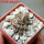 PSEUDOLITHOS mccoyi, own roots, rooted offset, 5 cm pot, 1 plant, one pot