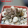 PSEUDOLITHOS mccoyi, own roots, rooted offset, 5 cm pot, 1 plant, one pot